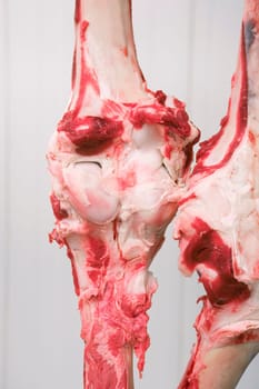 Part of a dead animal close up