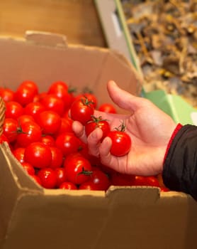 Hand holding a couple of tomatoes