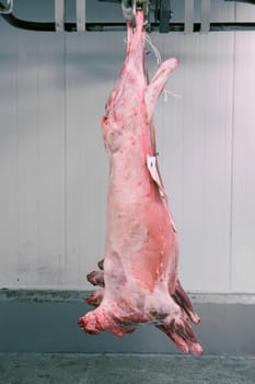 Animal bodys at the Slaughterhouse