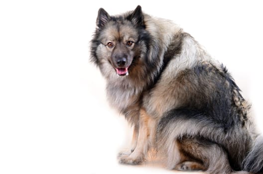 Wolfspitz Dog Portrait