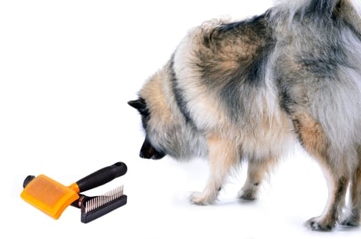 Wolfspitz Dog Portrait Brush