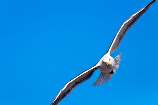 Seagull in gliding