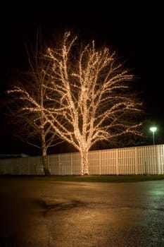 Christmas Decorated tree at night