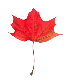 Maple Leaf isolated on white background