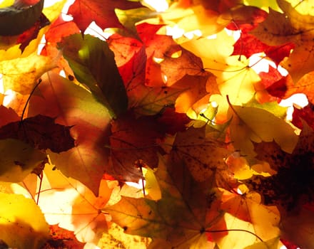 Close up of Autumn Leafs