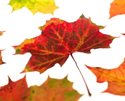 Group of Autumn leafs isolated on white background