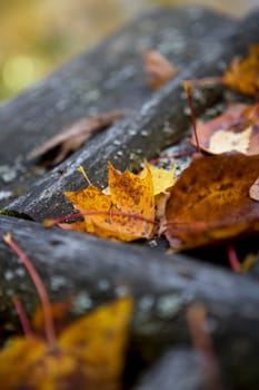 Close up of Autumn Leafs