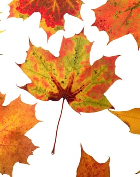 Group of Autumn leafs isolated on white background