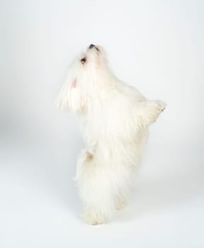 White Dog isolated on white background