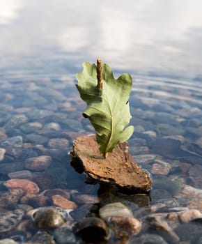 Bark Boat in the water close up