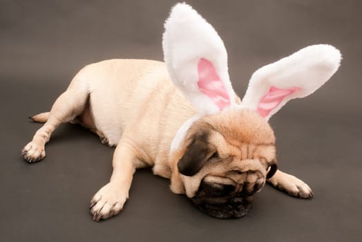 Bunny Pug Laying on Floor.