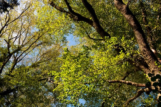 Green trees foliage in spring, seasonal concept