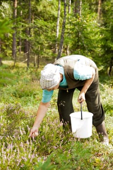 old woman in the woods picking berries
