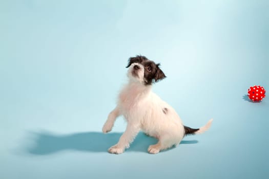 Parson Jack Russel Terrier puppy in the studio