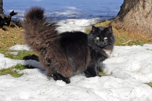 Black Cat - Persian-Norwegian Mix
