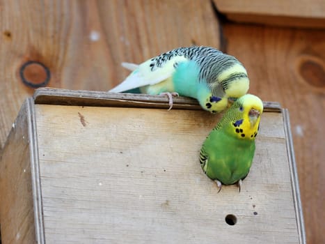 Courting budgie pair at nest box
