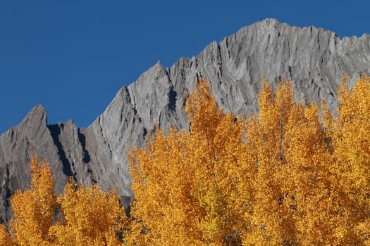Autumn Aspen Trees with the Sawback Range in the Canadian Rockies