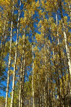 Grove of autumn aspen trees with bright blue sky
