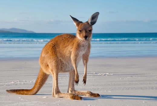Young kangaroo on the white beach