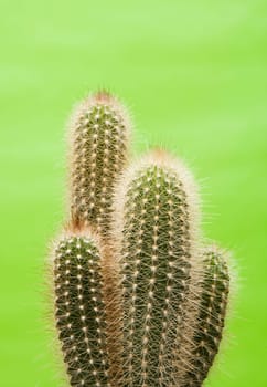 Cactus in fron of green background
