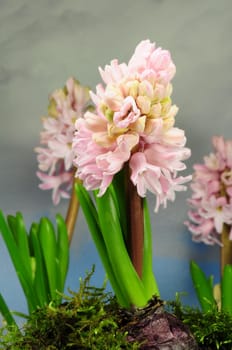 Hyacinths