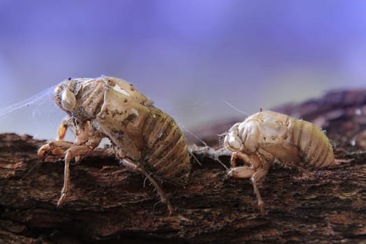 Two old cicada shells playing follow the leader.