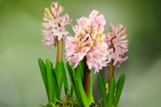 Hyacinths