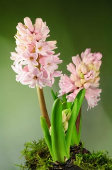 Hyacinths