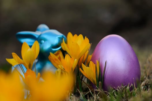 Easter crocuses