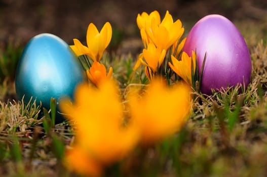 Easter crocuses