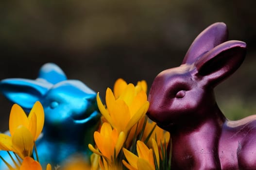 Easter crocuses