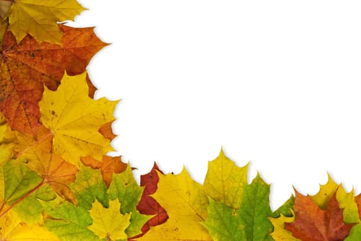 Maple leaves in the corner isolated on white background