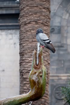 Dove on swan statue