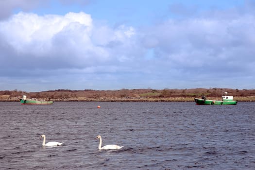 two white beautiful swan in the water with trawler in background