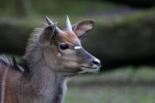 Nyala Portrait
