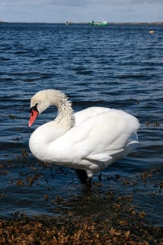 a lone white beautiful swan in the water