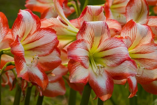 Red and White Flowers in a Garden