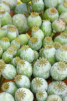 Lot of poppy seed capsules