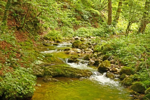 Forest stream running over mossy rocks