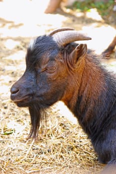 Head of small capricorn on a sunny day