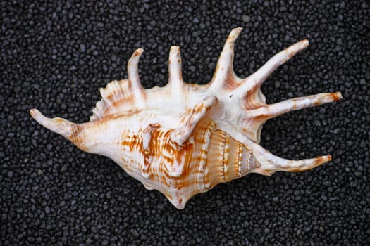 Seashell isolated on black background