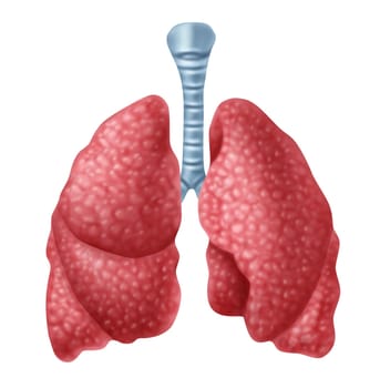 Human lungs organ isolated on white background representing the medical respiratory system to provide oxygen to the body.