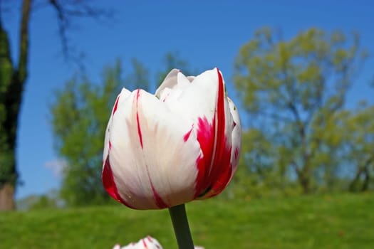 Beautiful white tulip in front of trees
