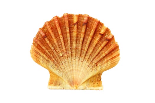 Seashell isolated on black background
