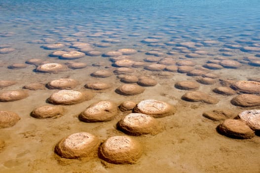 Thrombolites