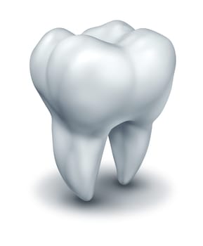 Human tooth dental symbol representing dentist medicine and dentistry surgery represented by a white single molar tooth on a white background.