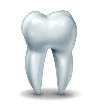 Dentist tooth symbol for dental clinic and oral surgeon representing dentist medicine and dentistry surgery represented by a healthy cavity free frontal view white single molar tooth on a white background with a shadow.