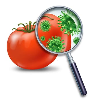 Food safety and inspection symbol represented by a magnifying glass looking closely at a virus bacterial infection on a tomato representing the dangers of produce contamination and the health concerns for human consumption.