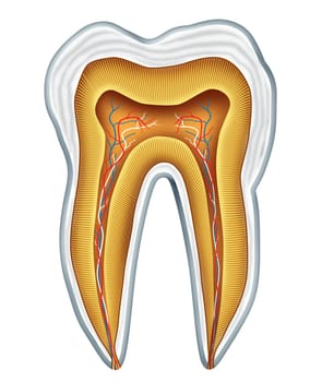 Tooth anatomy cross section for medical dental clinic and oral surgeon representing dentist medicine and dentistry surgery represented by a healthy cavity free frontal view showing the inside of the human skull body part.