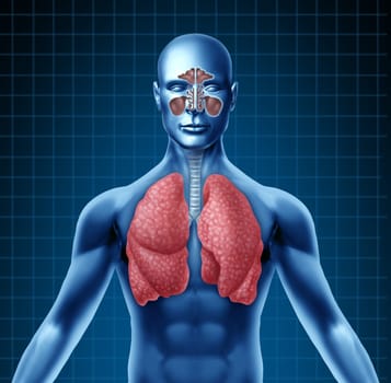 Human sinus with nasal cavity and respiratory system represented by a blue human figure with lungs showing the medical health care symbol for breathing and inhaling after a cold and flu viral attack.